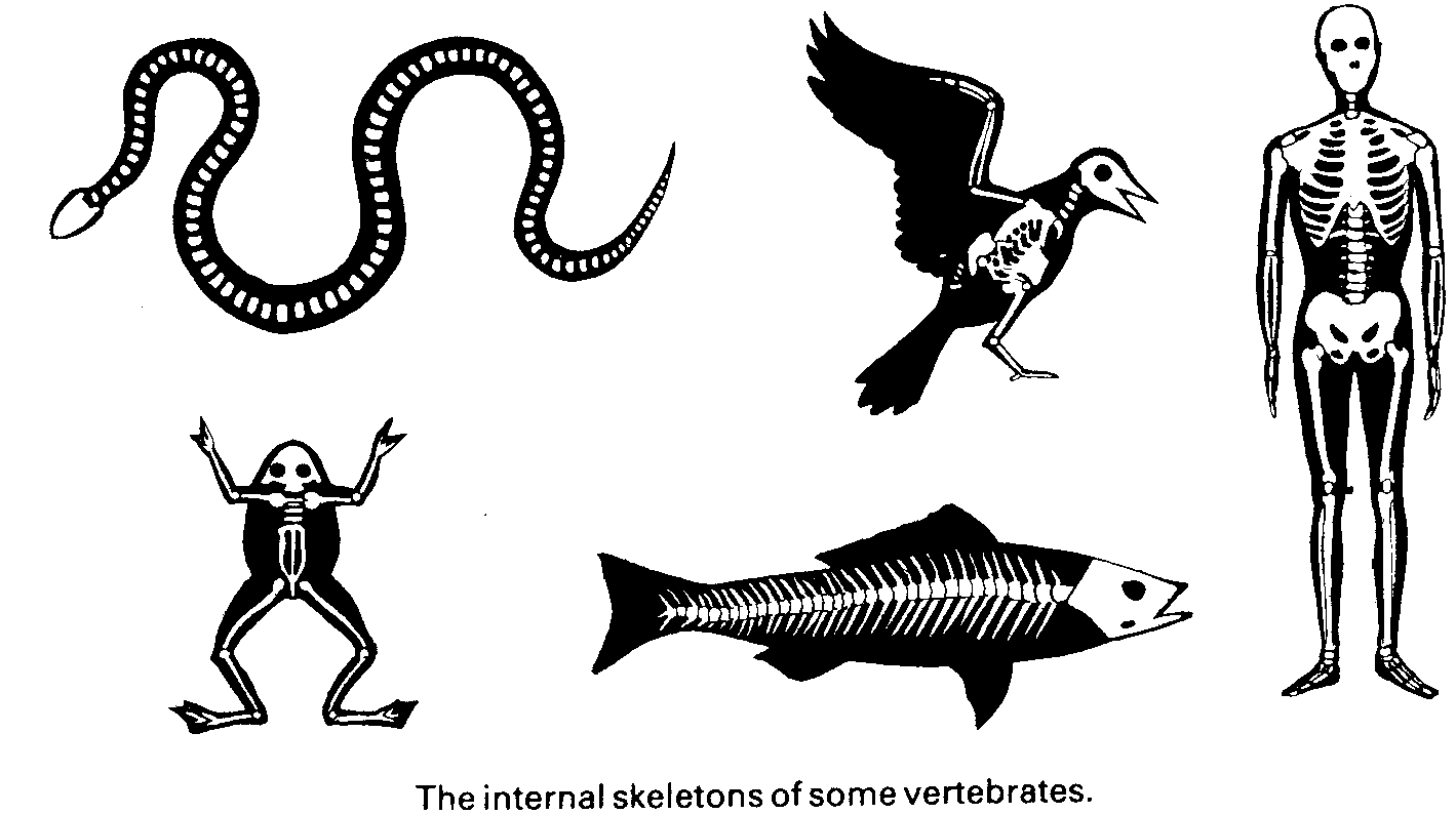 vertebrates project Find and save ideas about vertebrates and invertebrates on pinterest | see more ideas about classification of vertebrates, characteristics of vertebrates and classes. vertebrates project Find and save ideas about vertebrates and invertebrates on pinterest | see more ideas about classification of vertebrates, characteristics of vertebrates and classes.